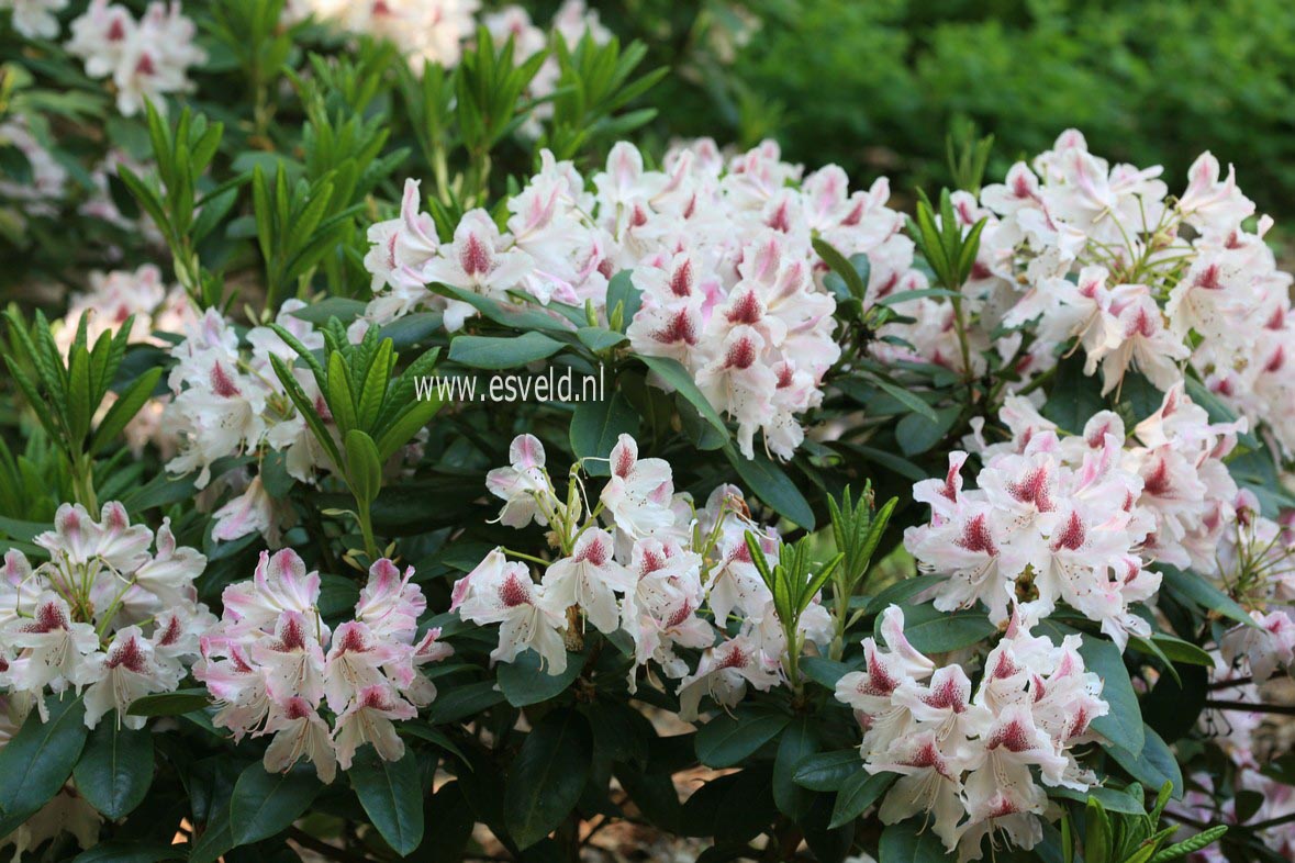 Rhododendron 'Cosmopolitan'