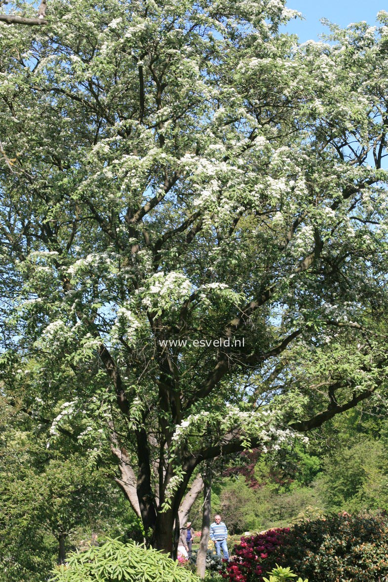 Sorbus caloneura