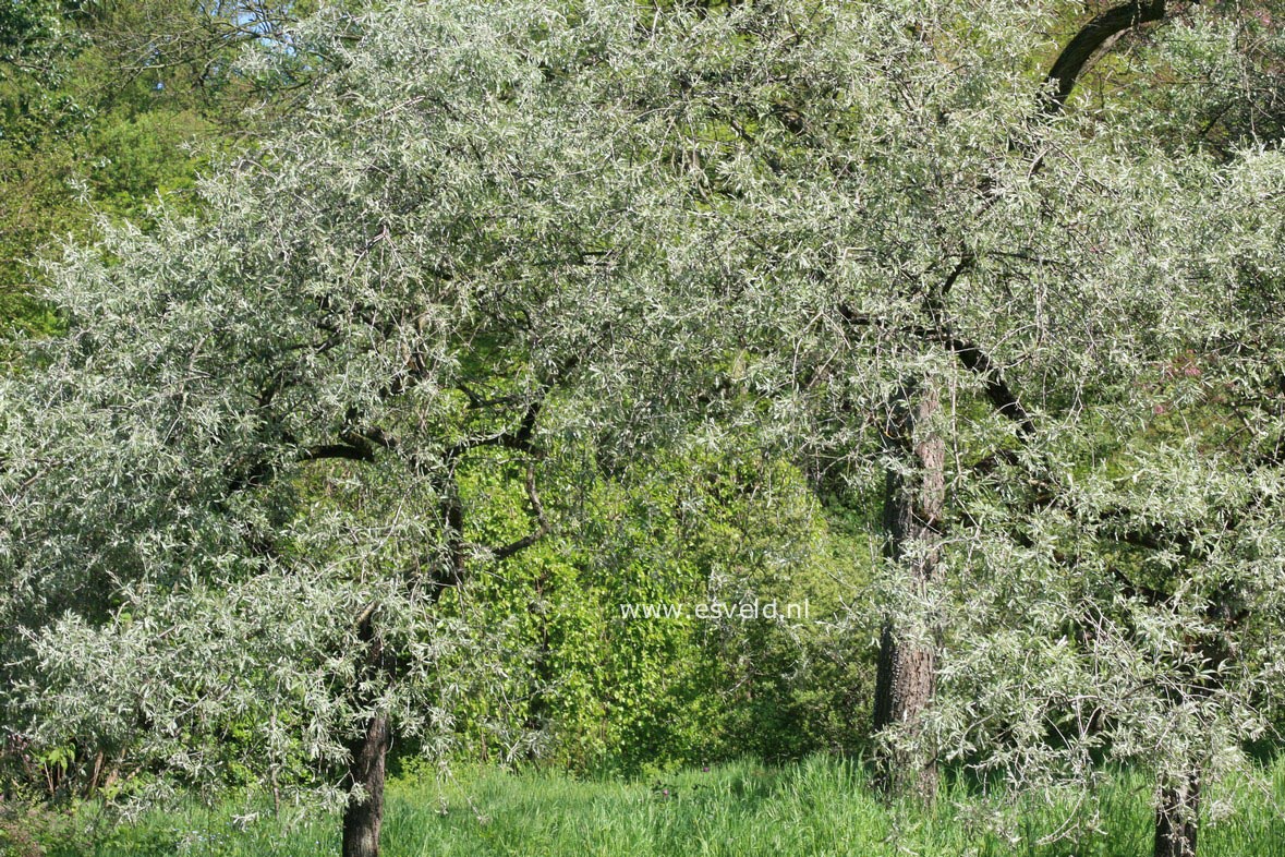 Pyrus salicifolia 'Pendula'