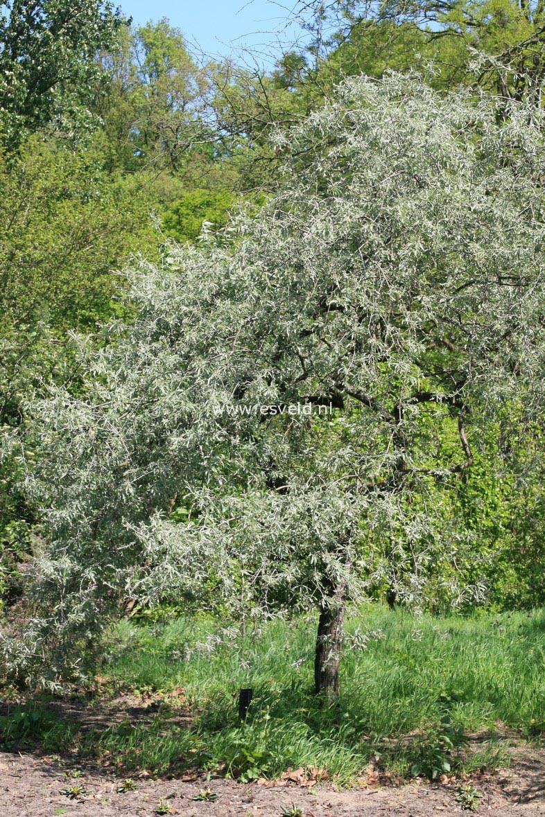 Pyrus salicifolia 'Pendula'