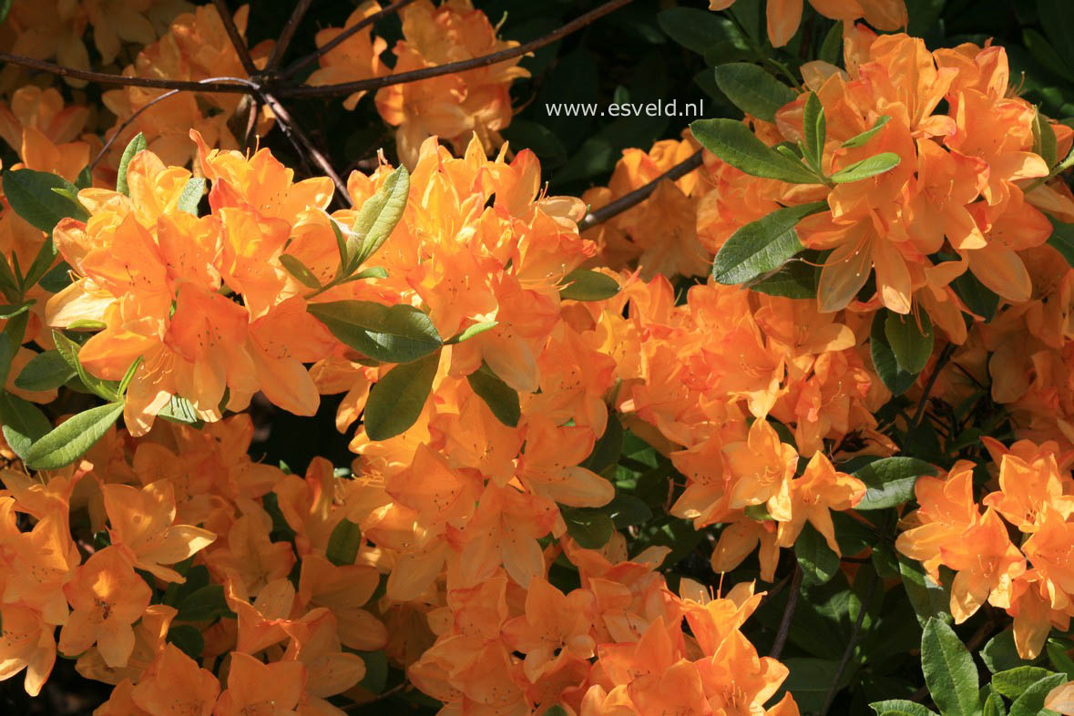 Azalea 'Hortulanus H. Witte'