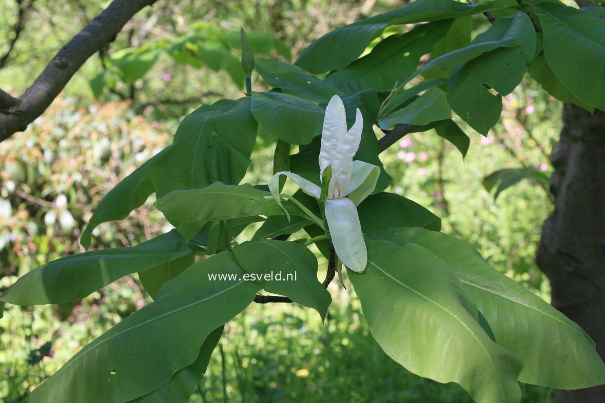 Magnolia tripetala