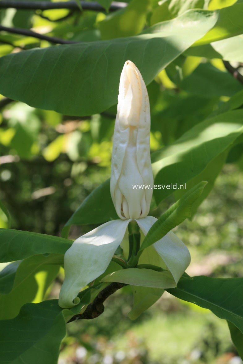 Magnolia tripetala