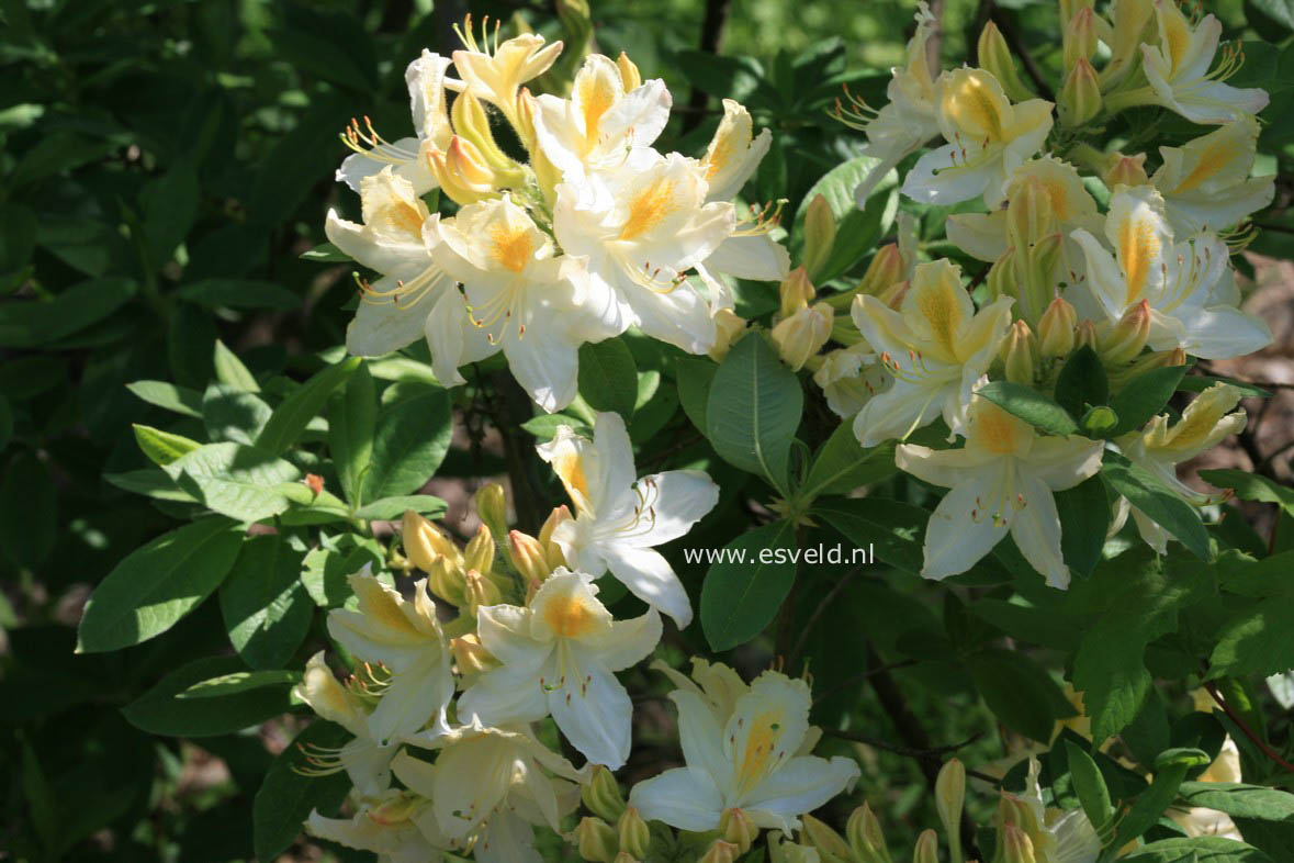 Azalea 'Daviesii'