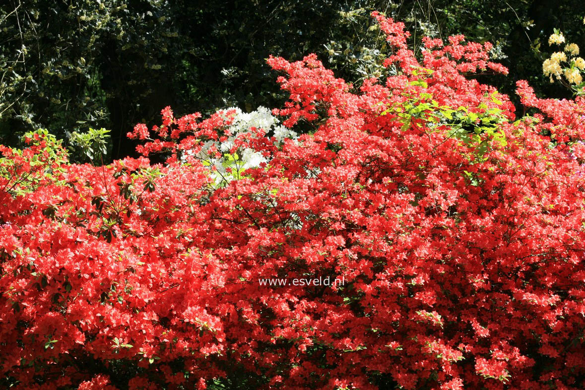 Azalea 'Aladdin'