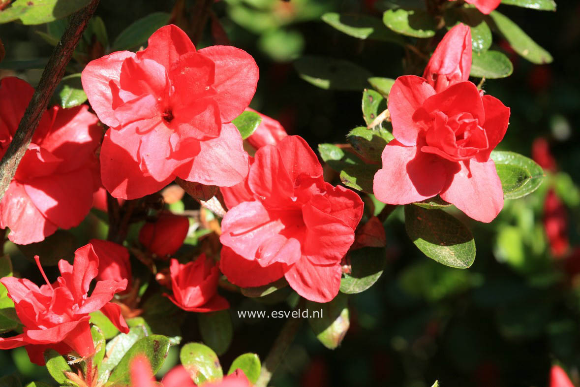 Azalea 'Florida'