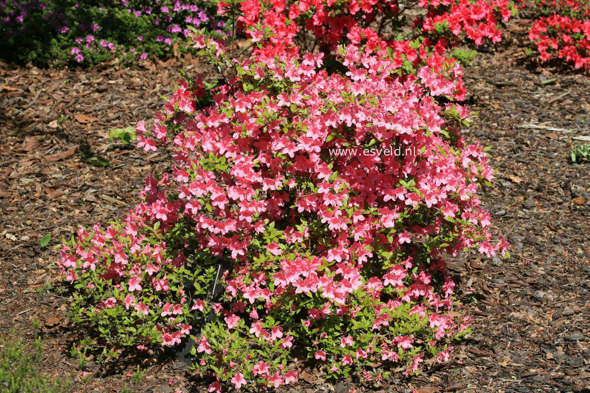 Azalea 'Madame van Hecke'