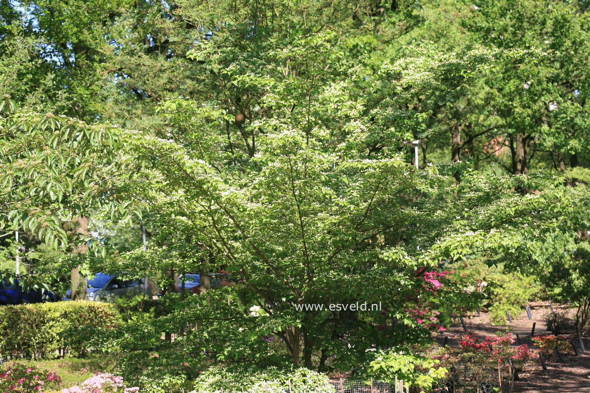 Cornus kousa