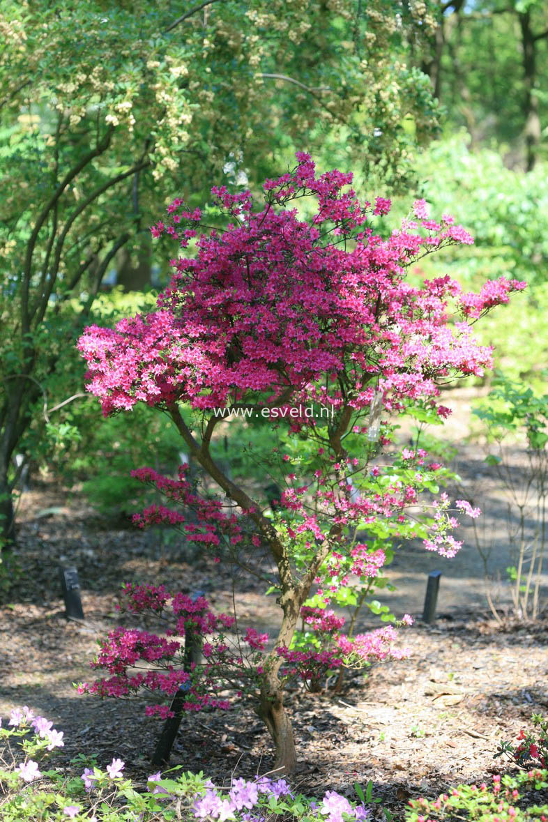 Azalea 'Amoenum'