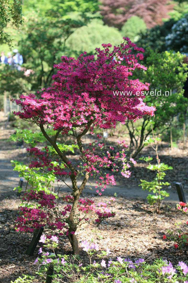 Azalea 'Amoenum'