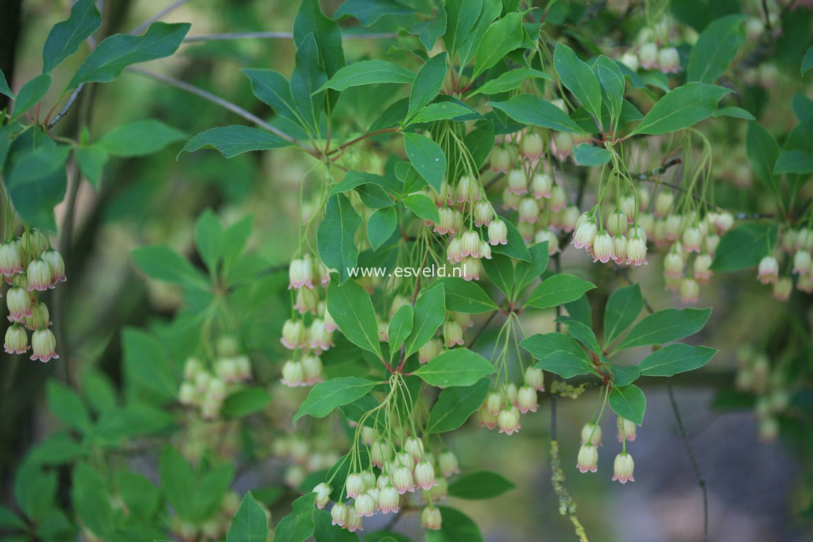 Enkianthus chinensis