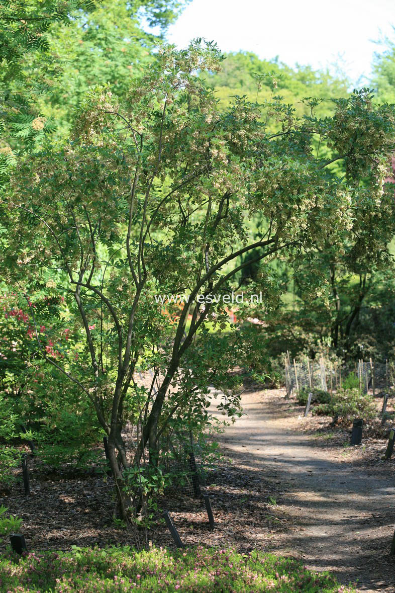 Enkianthus chinensis