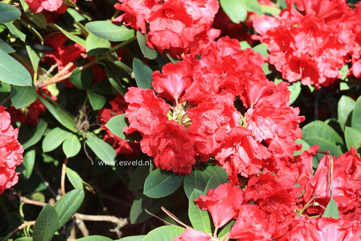 Rhododendron 'Lord Roberts'