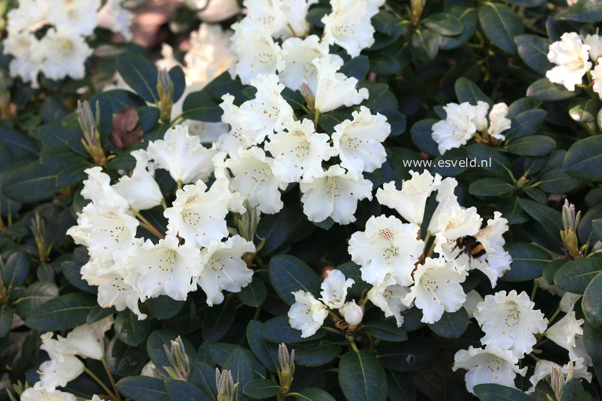 Rhododendron 'Marietta'