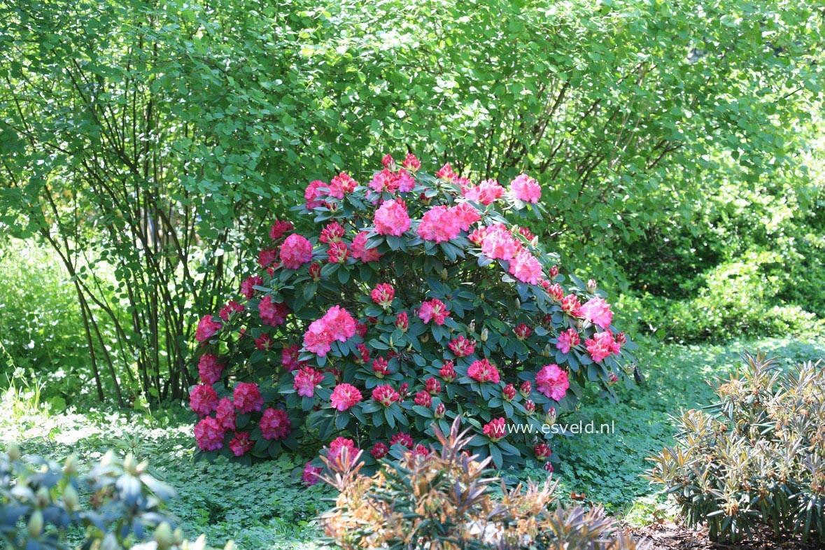 Rhododendron 'Germania'