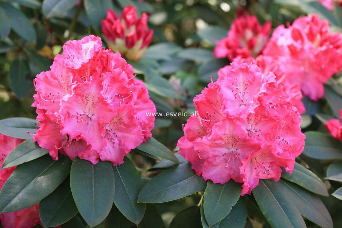 Rhododendron 'Germania'