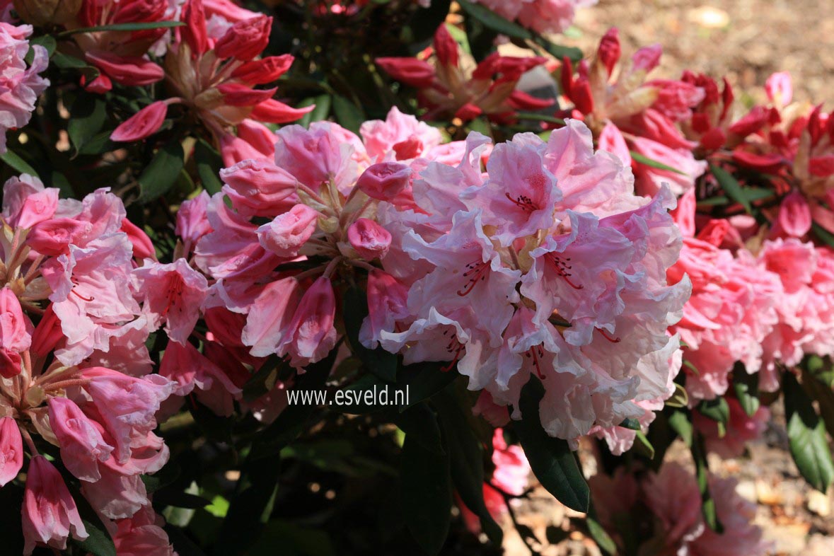 Rhododendron 'Hydon Dawn'