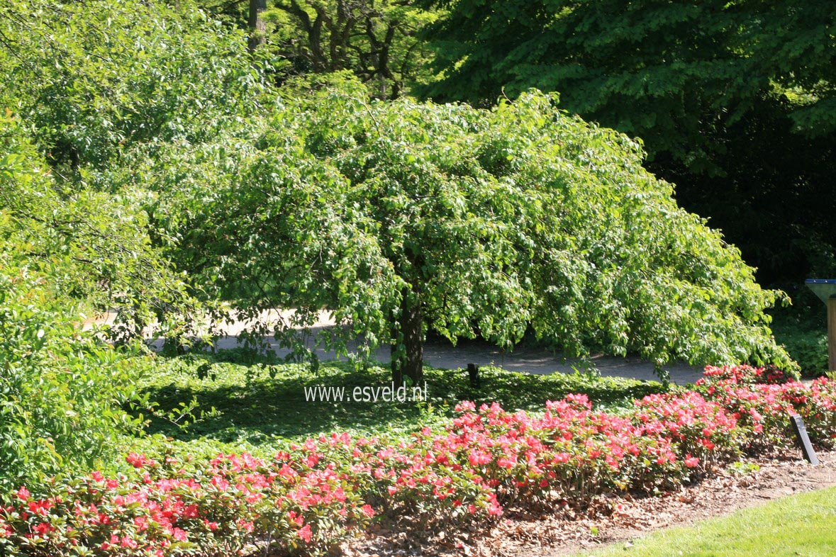 Malus 'Red Jade'