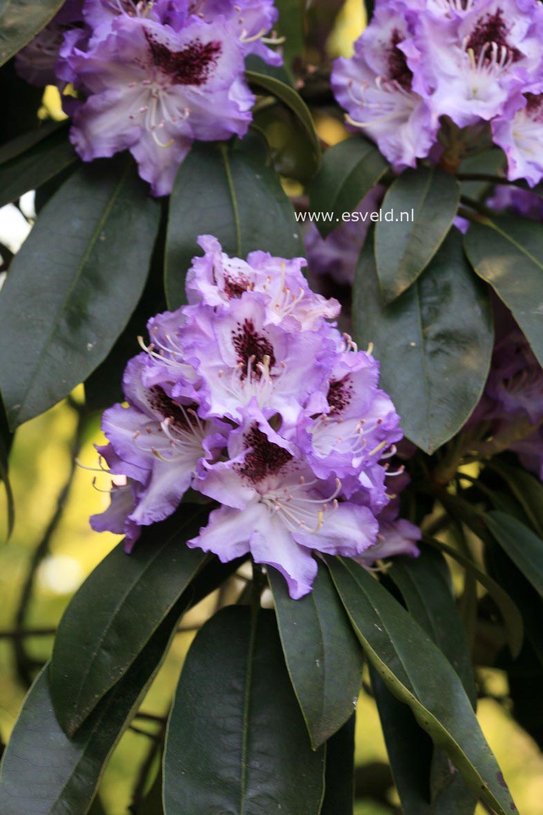 Rhododendron 'Blue Peter'