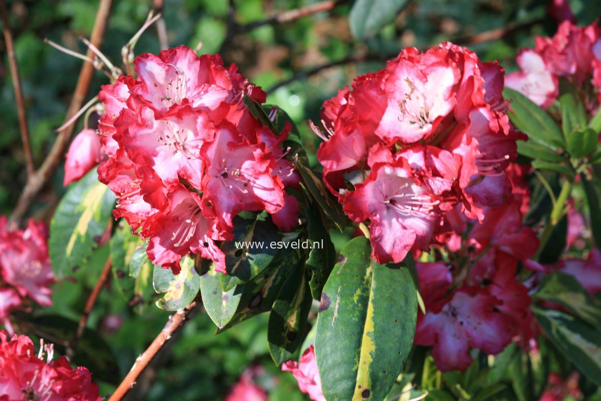 Rhododendron 'President Roosevelt'