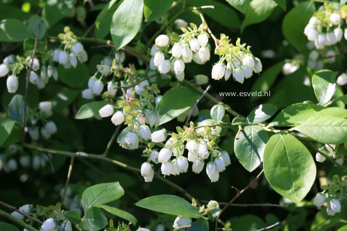 Vaccinium corymbosum