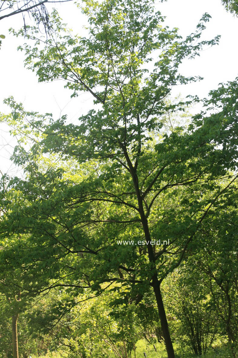 Cornus macrophylla