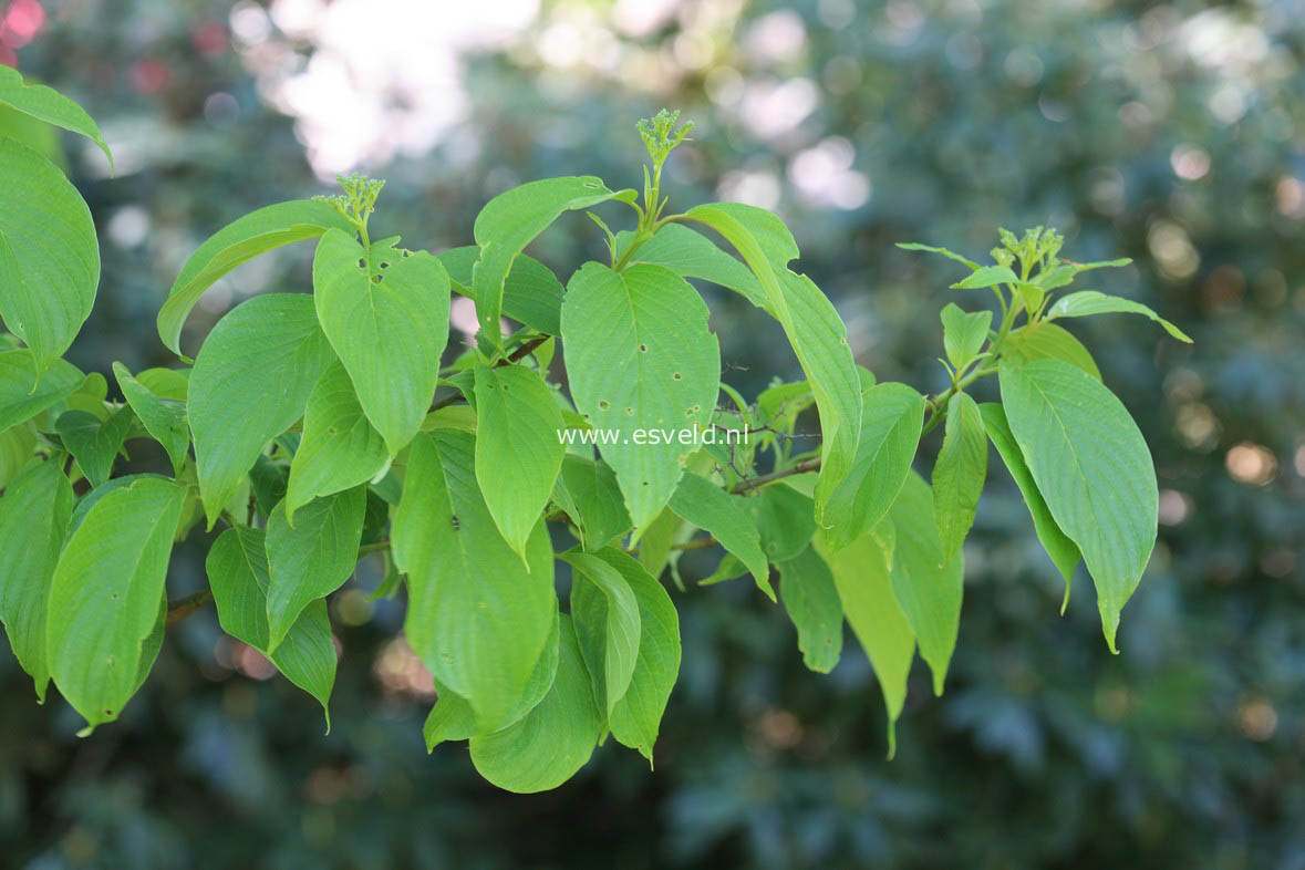 Cornus macrophylla