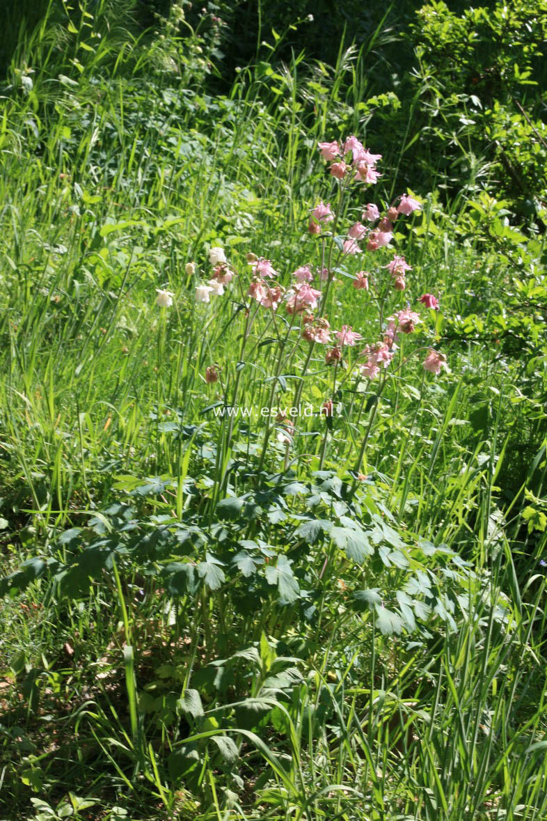 Aquilegia vulgaris