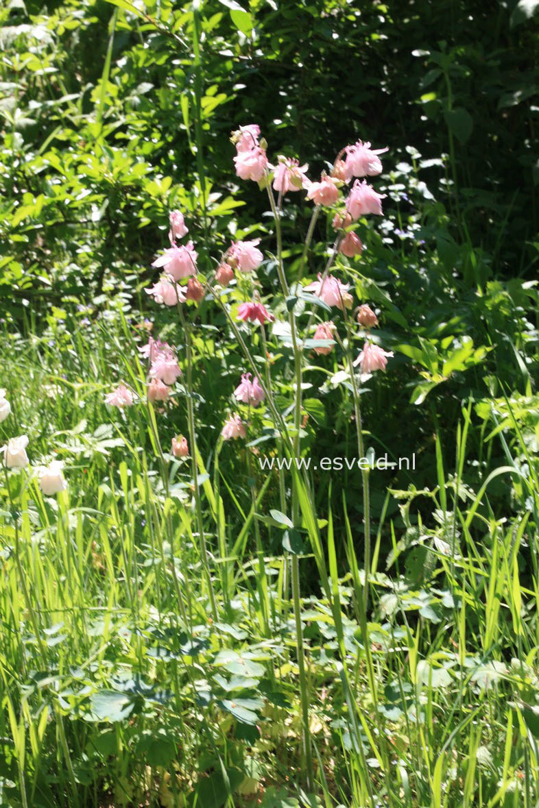 Aquilegia vulgaris