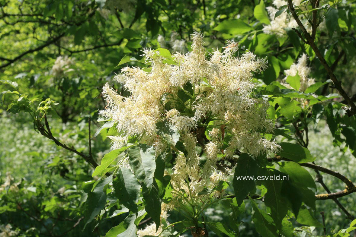 Fraxinus ornus