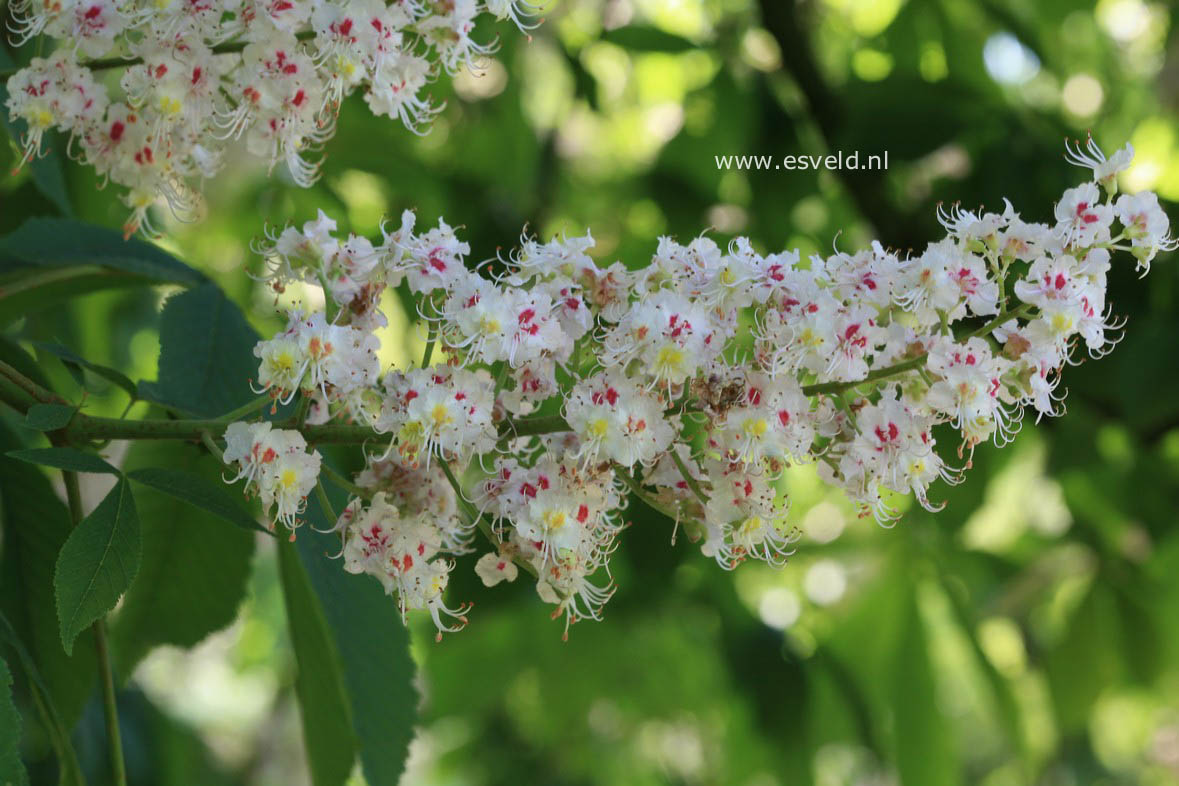 Aesculus hippocastanum