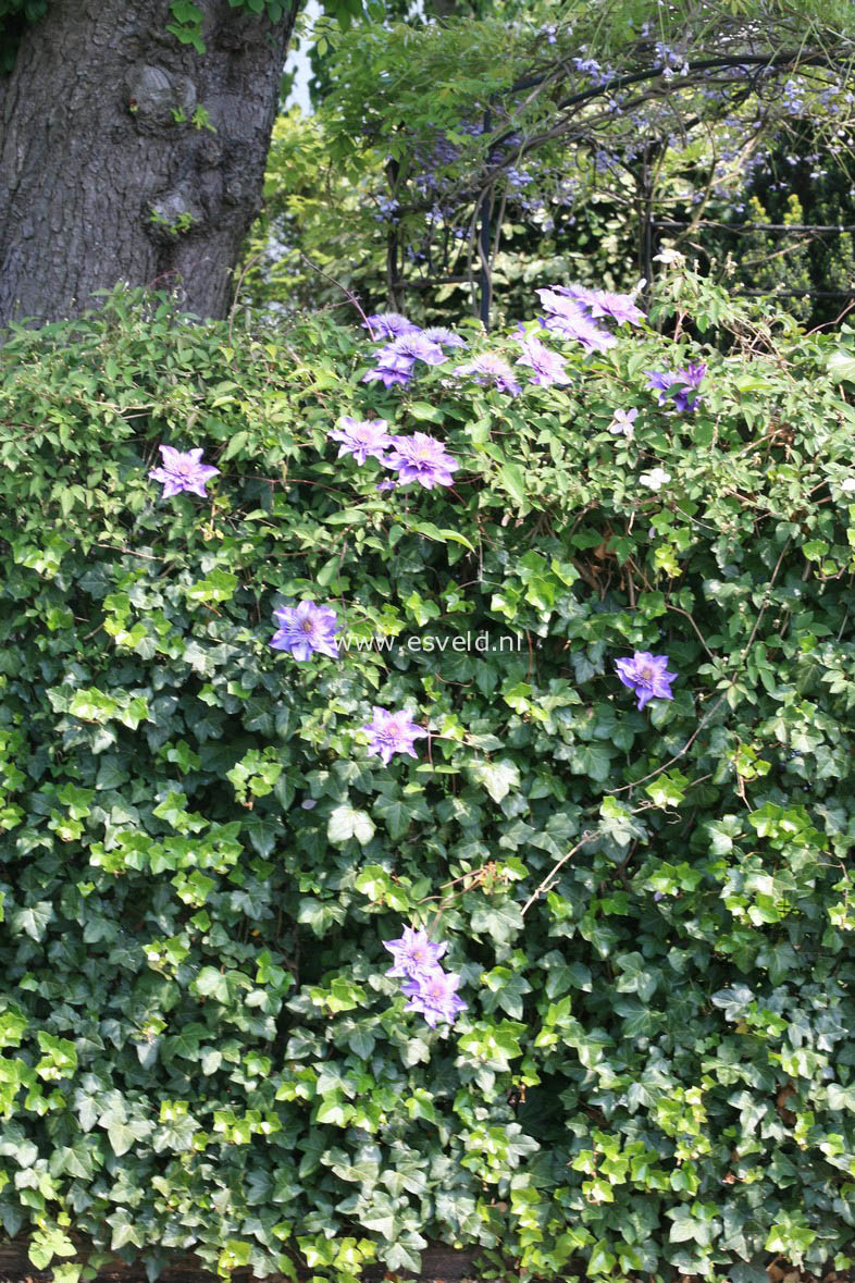 Clematis 'Multi Blue'