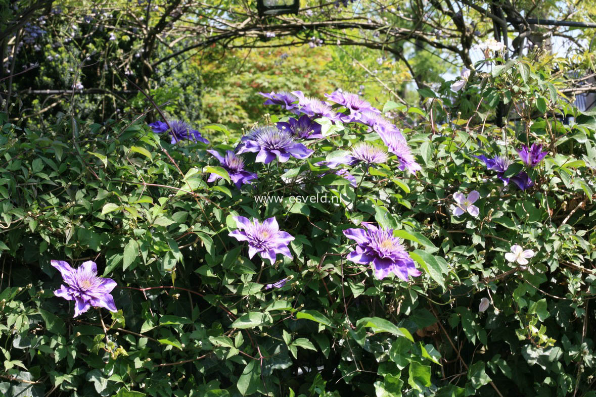 Clematis 'Multi Blue'