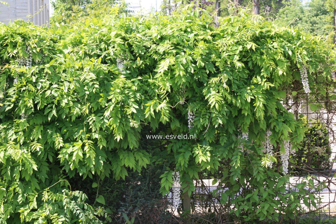 Wisteria floribunda 'Shiro noda'