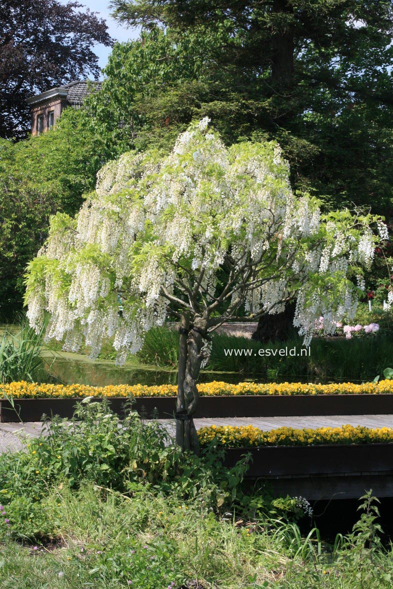 Wisteria floribunda 'Shiro noda'