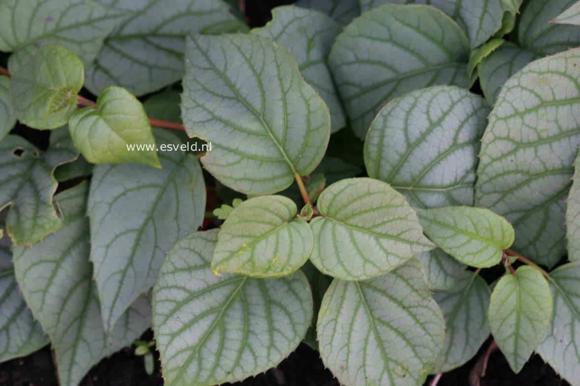 Schizophragma hydrangeoides 'Moonlight'