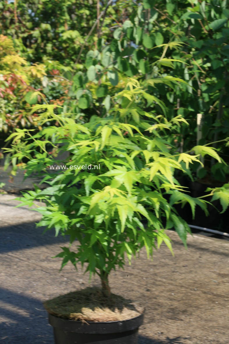 Acer palmatum 'Kawahara no midori'