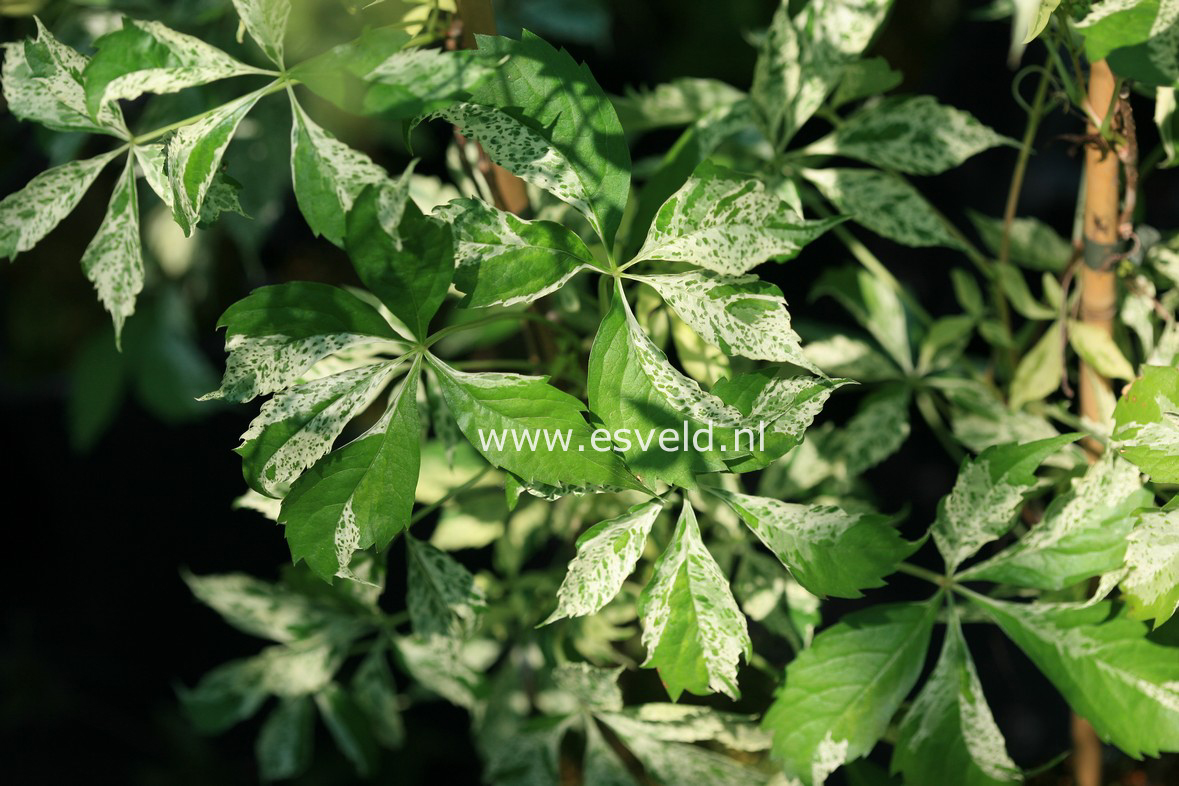 Parthenocissus quinquefolia 'Star Showers'