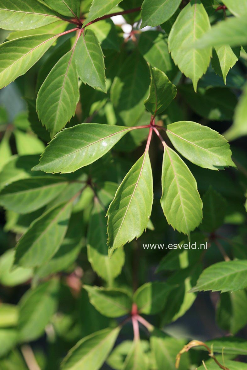 Parthenocissus thomsonii