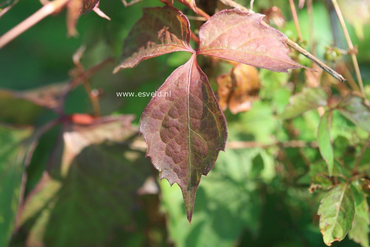 Parthenocissus tricuspidata 'Purpurea'