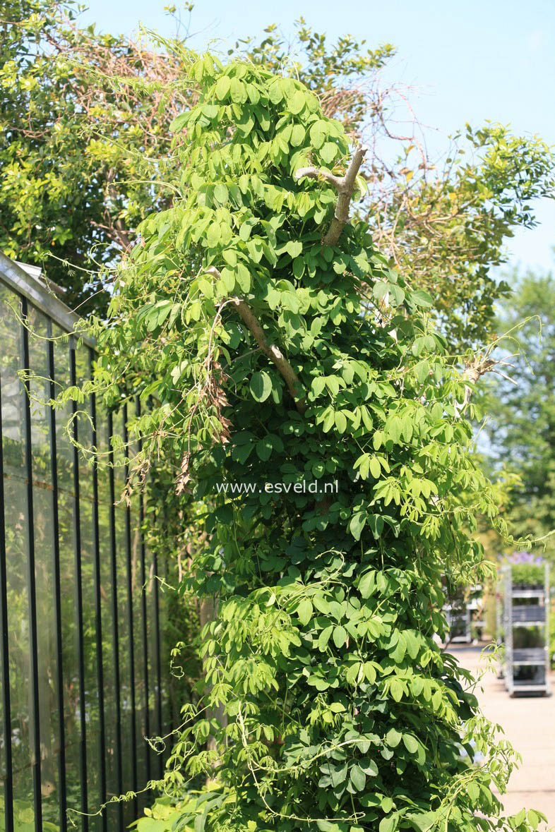 Akebia quinata 'Alba'