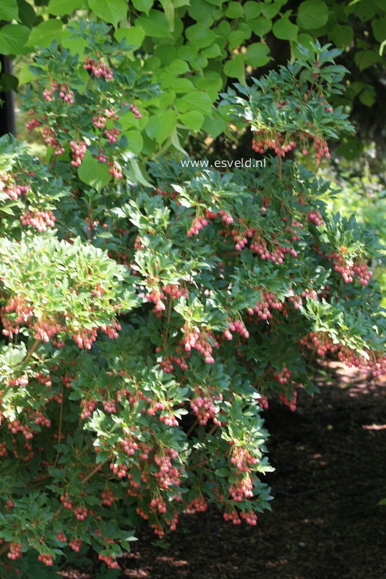 Enkianthus campanulatus 'Showy Lantern'