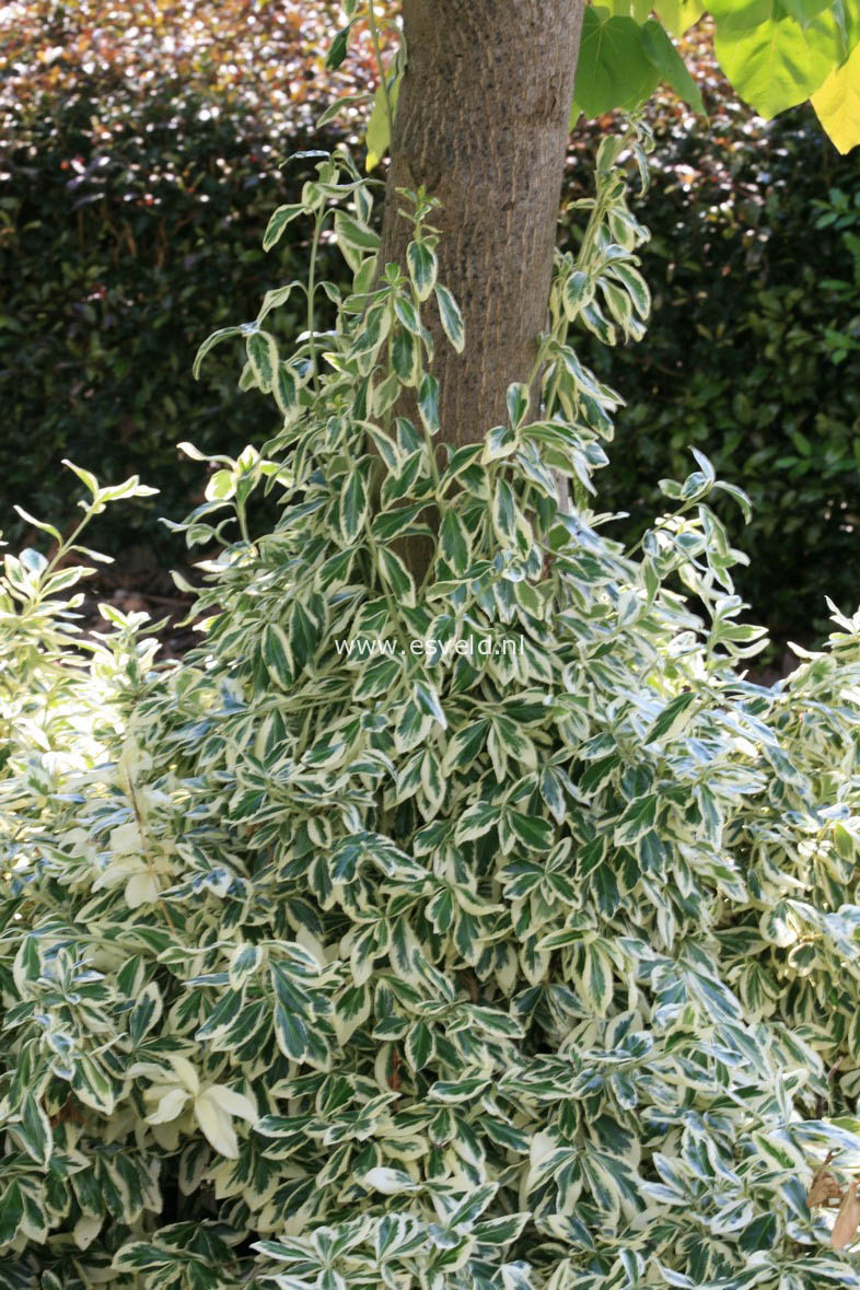 Euonymus japonicus 'Kathy'