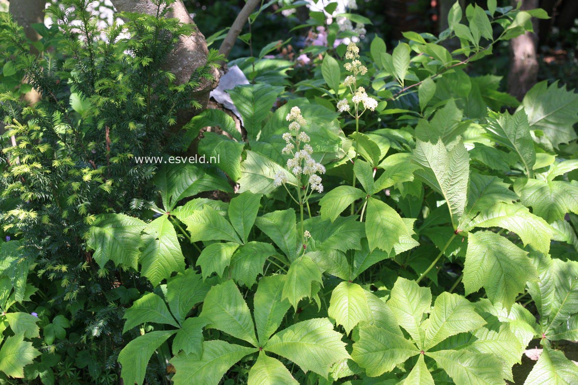 Rodgersia podophylla