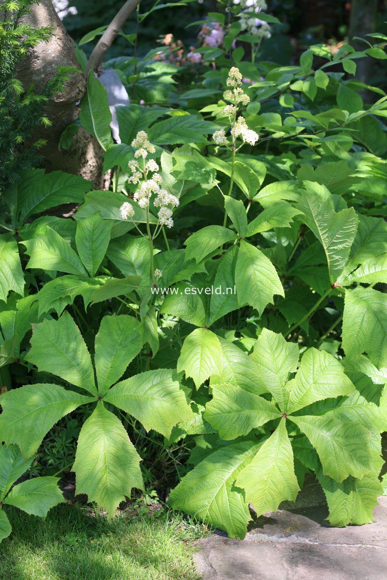 Rodgersia podophylla