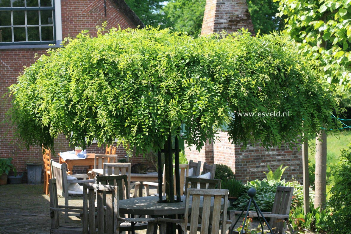 Styphnolobium japonicum 'Pendula'