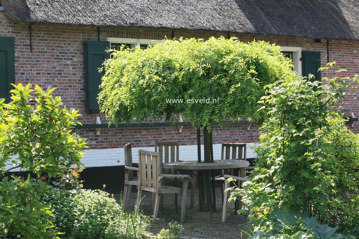 Styphnolobium japonicum 'Pendula'