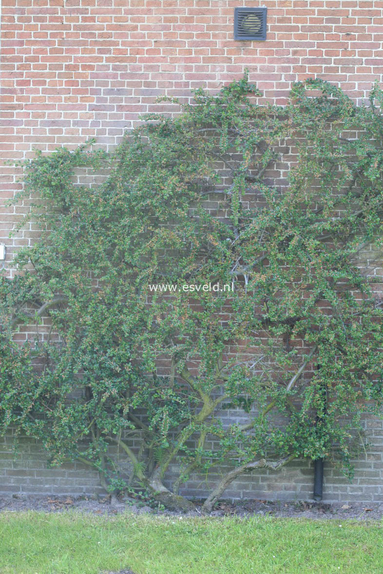 Cotoneaster horizontalis 'Horizon'