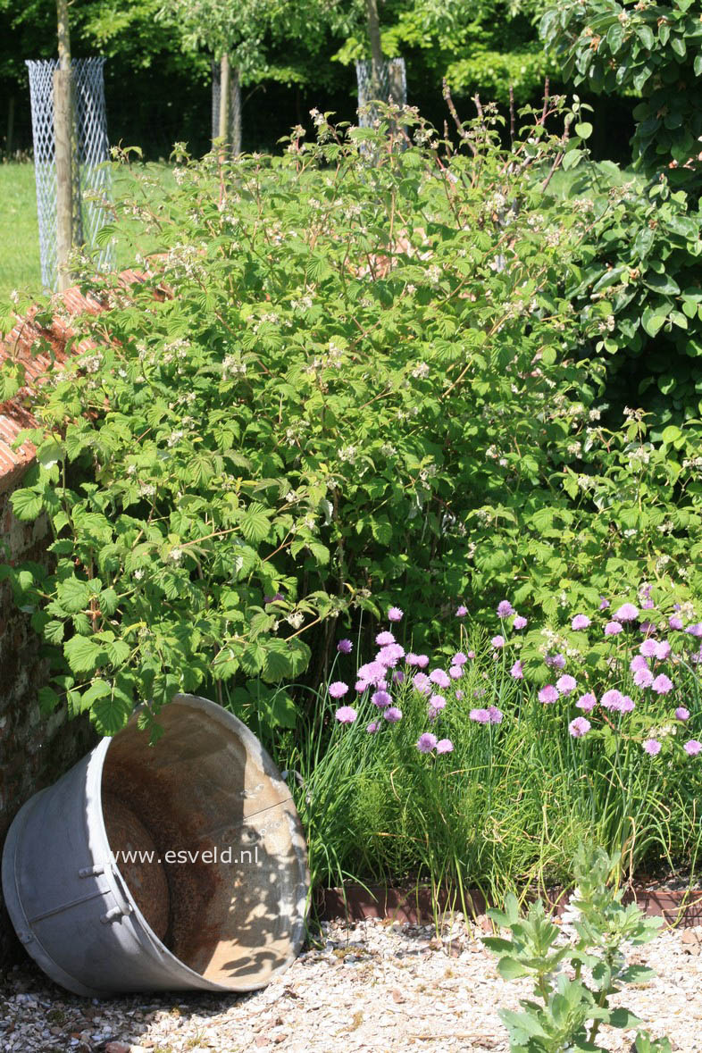 Allium schoenoprasum