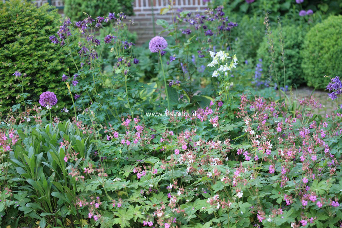 Geranium macrorrhizum